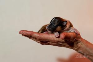 signal-2024-03-03-090702 003