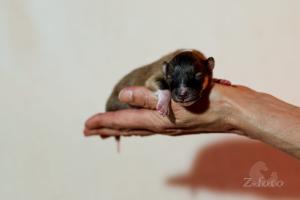 signal-2024-03-03-090702 004