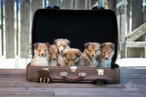 signal-2024-05-03-074256 002