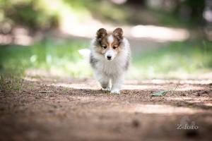 signal-2020-06-12-093219_001