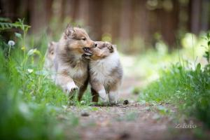 signal-2020-06-12-093219_002