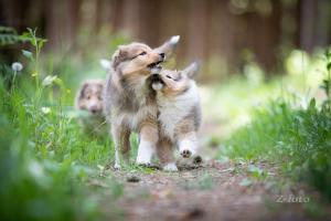 signal-2020-06-12-093219_003