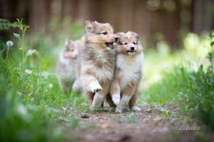 signal-2020-06-12-093219_004