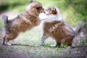 signal-2020-06-12-093219_008